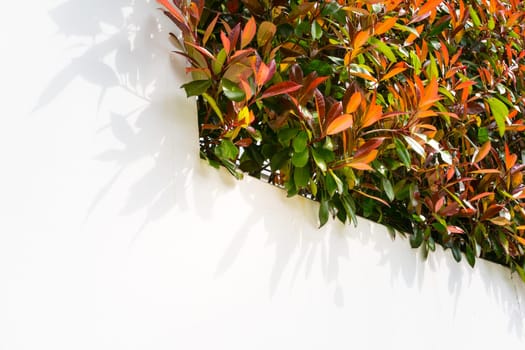 Red and Green Leaves Bush on Blank White Wall Outdoors Foliage Neighborhood
