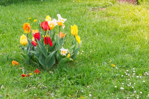 Petals Falling Off Colorful Single Flowers on Green Grass in Park Daytime Warm