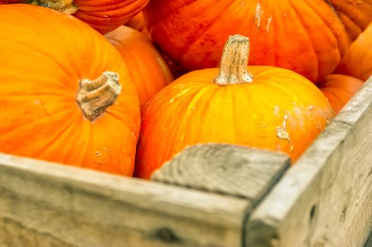 Pumpkins Closeup Many Group Multiple Background Texture Orange Halloween Autumn Fall Season Fresh