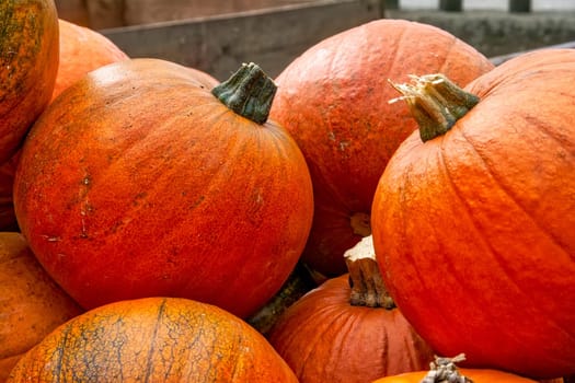 Pumpkins Closeup Many Group Multiple Background Texture Orange Halloween Autumn Fall Season Fresh