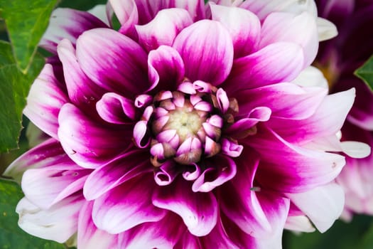 Purple White Flower Closeup Macro Budding Center Beautiful Petals