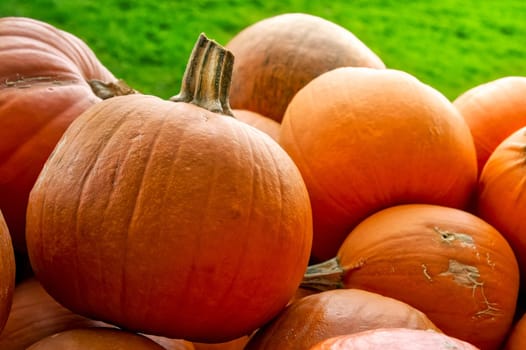 Pumpkins Closeup Many Group Multiple Background Texture Orange Halloween Autumn Fall Season Fresh