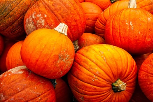 Pumpkins Closeup Many Group Multiple Background Texture Orange Halloween Autumn Fall Season Fresh