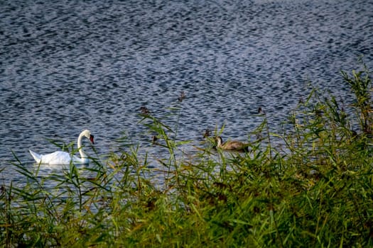 Floating waterfowl young swans, wild birds swimming on the lake, wildlife landscape. Swans swimming on lake in Kemeri National park. White swan and young swan swims in Kaniera lake, Latvia. Beautiful white swans family swims in the lake.