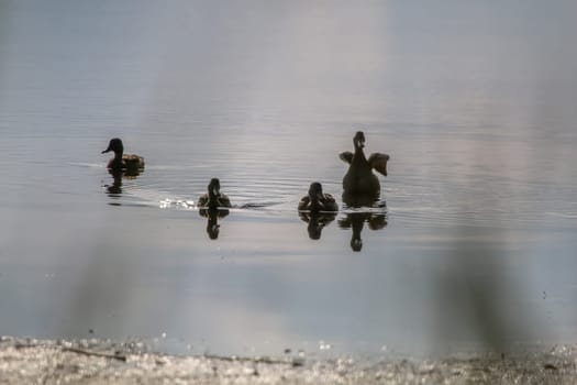 Floating waterfowl young ducks, wild birds swimming on the lake, wildlife landscape. Ducks swimming on lake in Kemeri National park. Amazing duck family swims in Slokas lake, Latvia. Ducks family swims in the lake.
