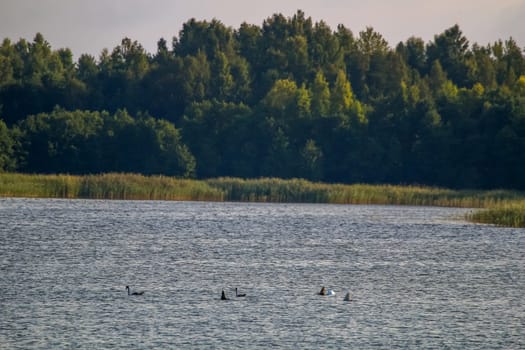 Floating waterfowl, young ducks and swans, wild birds swimming on the lake, wildlife landscape. Ducks swimming on lake in Kemeri National park. Birds swims in Kaniera lake, Latvia.