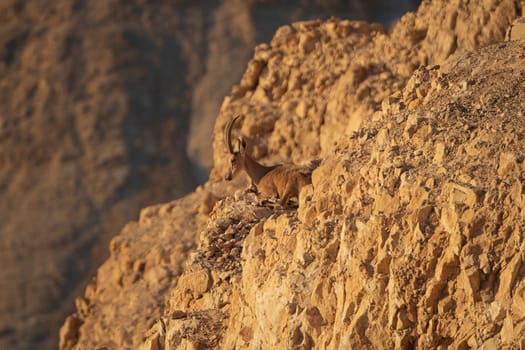 Nubian Ibex on the Cliffs of a Masada in Israel