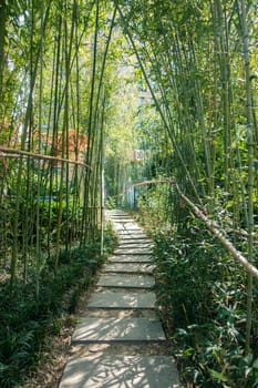 Two Rows of Bamboo and Other Plants Lined the Path in China