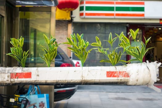 Row of Plant on the Street in China