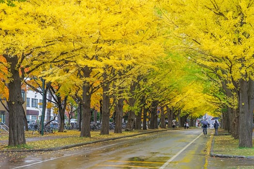 One of the most famous tree in Japanese autumn is the ginkgo and there is a ginkgo avenue in Hokkaido University. Over 380 meter long and consisting of 70 trees, it turns to golden yellow in autumn.