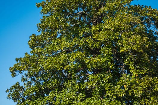 A Full-grown Tree A Wild Profusion of Vegetation in China