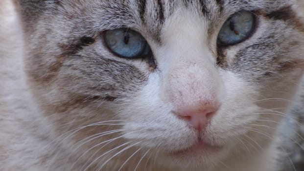 Blue Eyed Cat Face Closeup Looking into Camera Housepet
