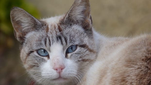 Blue Eyed Cat Face Closeup Looking into Camera Housepet