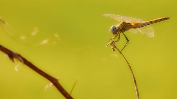 Dragon Fly Balancing on Branch Green Forest Insect Macro Closeup Nature Shot