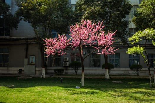 Flowers on Xi'an University of Technology New Campus