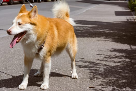 Icelandic Sheepdog Typical Home Pet Walking Around Daytime Stroll Park Happy Tongue Cute Pretty Animal