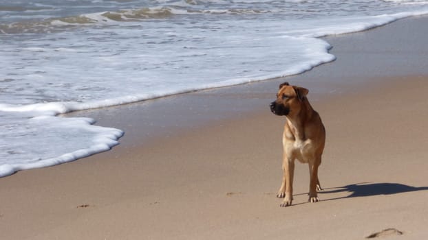 Dog Walking on Beach Shore Ocean Day Sunny