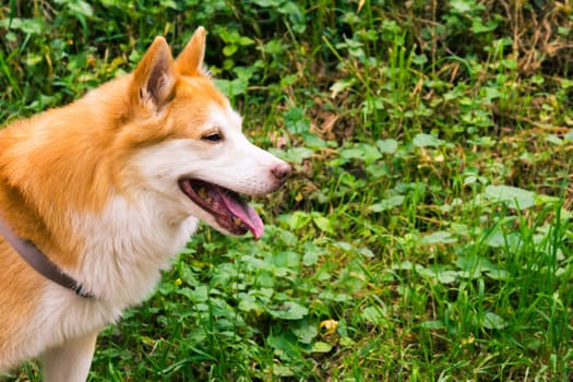 Icelandic Sheepdog Typical Home Pet Walking Around Daytime Stroll Park Happy Tongue Cute Pretty Animal