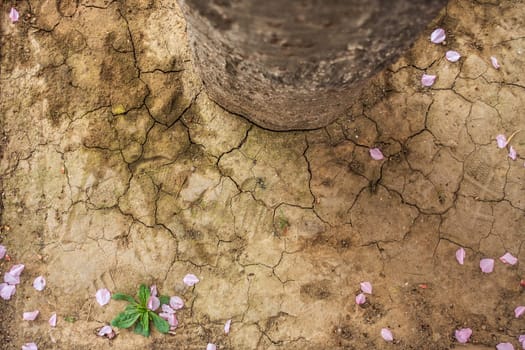 The Cracked Clay with Water Lost