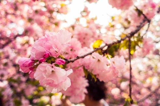 A Close-up of the Oriental Cherry in China