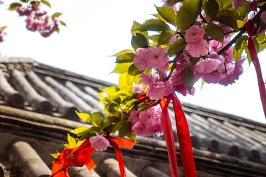Tie Red Ropes on the Tree for Praying