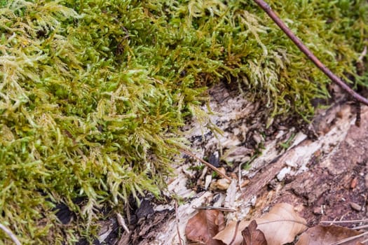 Moss on Logs Forest Wilderness Outdoors Leaves