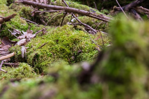 Moss on Logs Forest Wilderness Outdoors Leaves