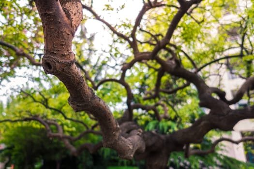 Chinese Pagoda Tree The Trunks are especially special