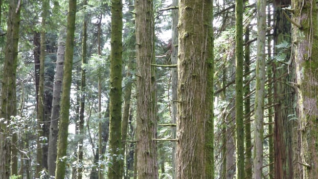 Mossy Trees Forest Dense Green Nature Environment Middle