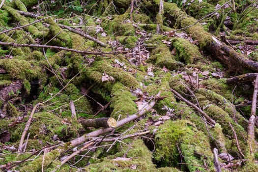 Moss on Logs Forest Wilderness Outdoors Leaves