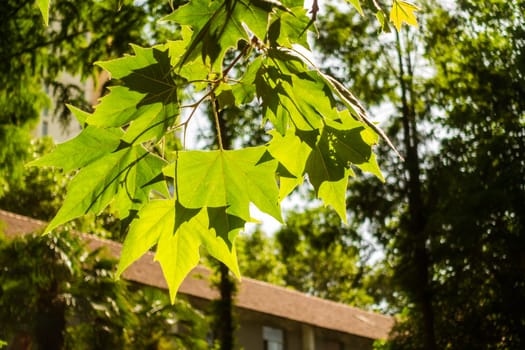 Leaves and its Clear Veins under the Sun
