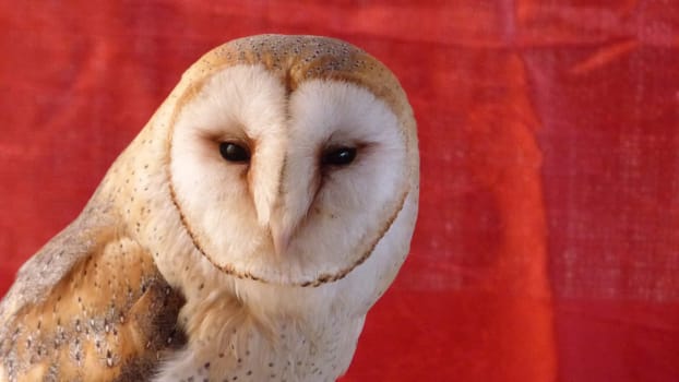 Owl Face Closeup Sunset Soft Light Animal Protection Habitat Red Cloth Background