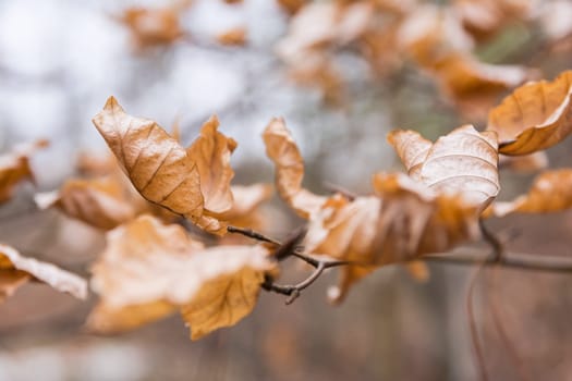 Orange Dried Dead Leaves on Branch Many Dense Autumn Wrinkled Outdoors Forest