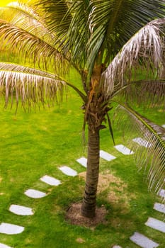 Palm Tree Path Sidewalk from Above Grassy Field