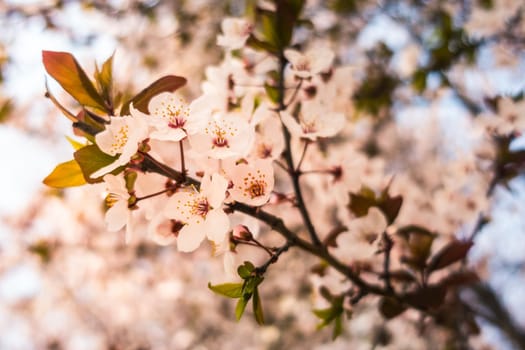 A Close-up of the Oriental Cherry in Xi'an，China, March 2018