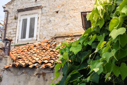 Ancient Village Detail Dubrovnik Croatia Leaves on Vine Orange Terracotta Tiles Stone Walls