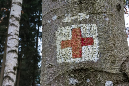 Medical Red Cross Emergency Symbol Painted on Tree Trunk Forest Park