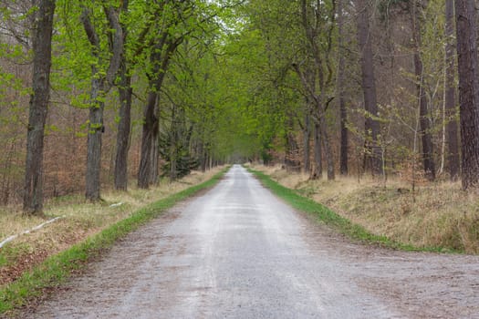 Long Gravel Path Through Park Forest Straight Trees Arching Autumn Green Stroll Walk