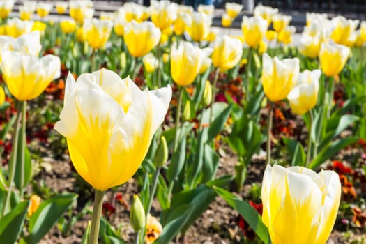 Beautiful Colorful Yellow Flowers Garden City Landscaping