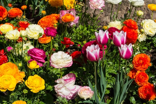 Beautiful Colorful Yellow Purple White Orange Park Flowers Garden City Landscaping