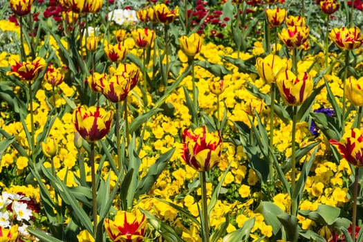 Beautiful Colorful Yellow Flowers Garden City Landscaping