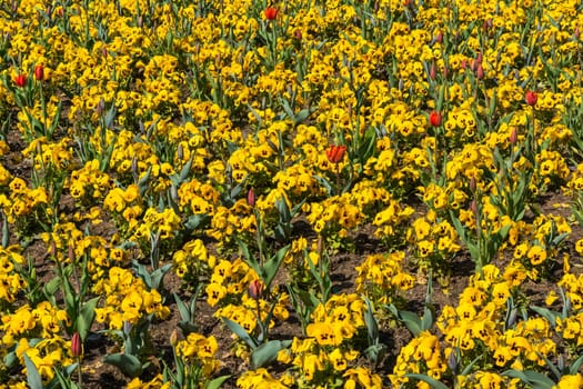 Beautiful Colorful Yellow Flowers Garden City Landscaping