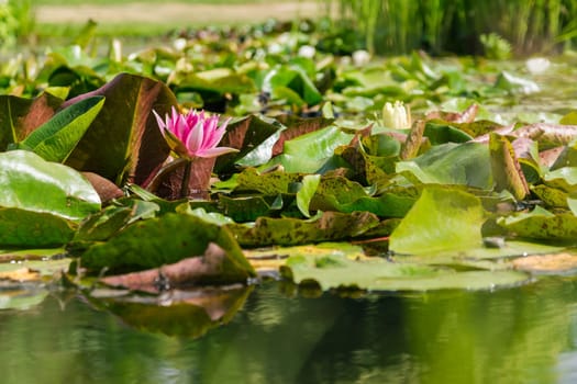 Beautiful Green Pink Lily Pad Flowers in Outdoor Park Pond Nature Closeup Relaxing