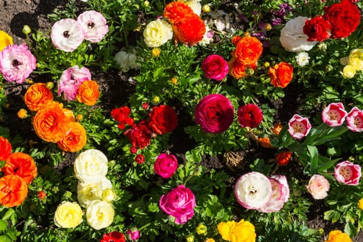 Beautiful Colorful Yellow Purple White Orange Park Flowers Garden City Landscaping