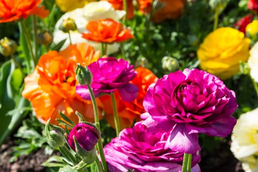 Beautiful Colorful Yellow Purple White Orange Park Flowers Garden City Landscaping