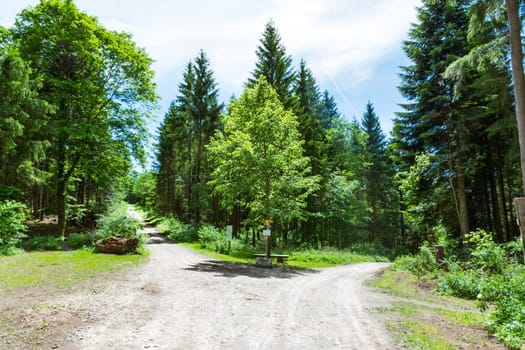 Path Fork Split in Dense Forest Trees Summer Foliage Dirt Footpath