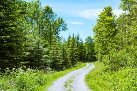Path in Forest Daytime Footpath HIking Mountain Climbing Park Stroll Dirt Sunlight Summer Daytime