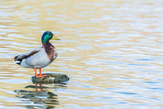 Bird Outdoors Wildlife Closeup Detail Animals Duck Mallard