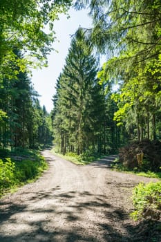 Path Fork Split in Dense Forest Trees Summer Foliage Dirt Footpath
