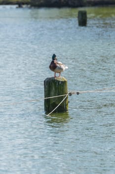 Bird Outdoors Wildlife River Lake Water Standing Looking Feathers Wings Closeup Detail Animals Duck Mallard